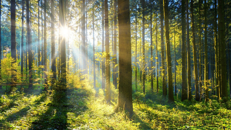 Αυτοκινητοβιομηχανία φυτεύει 20.000 δέντρα στην Ευρώπη